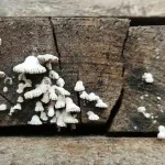 Schimmel op hout, een reden voor tuinmeubelen schoonmaken