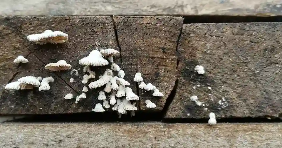 Schimmel op hout, een reden voor tuinmeubelen schoonmaken